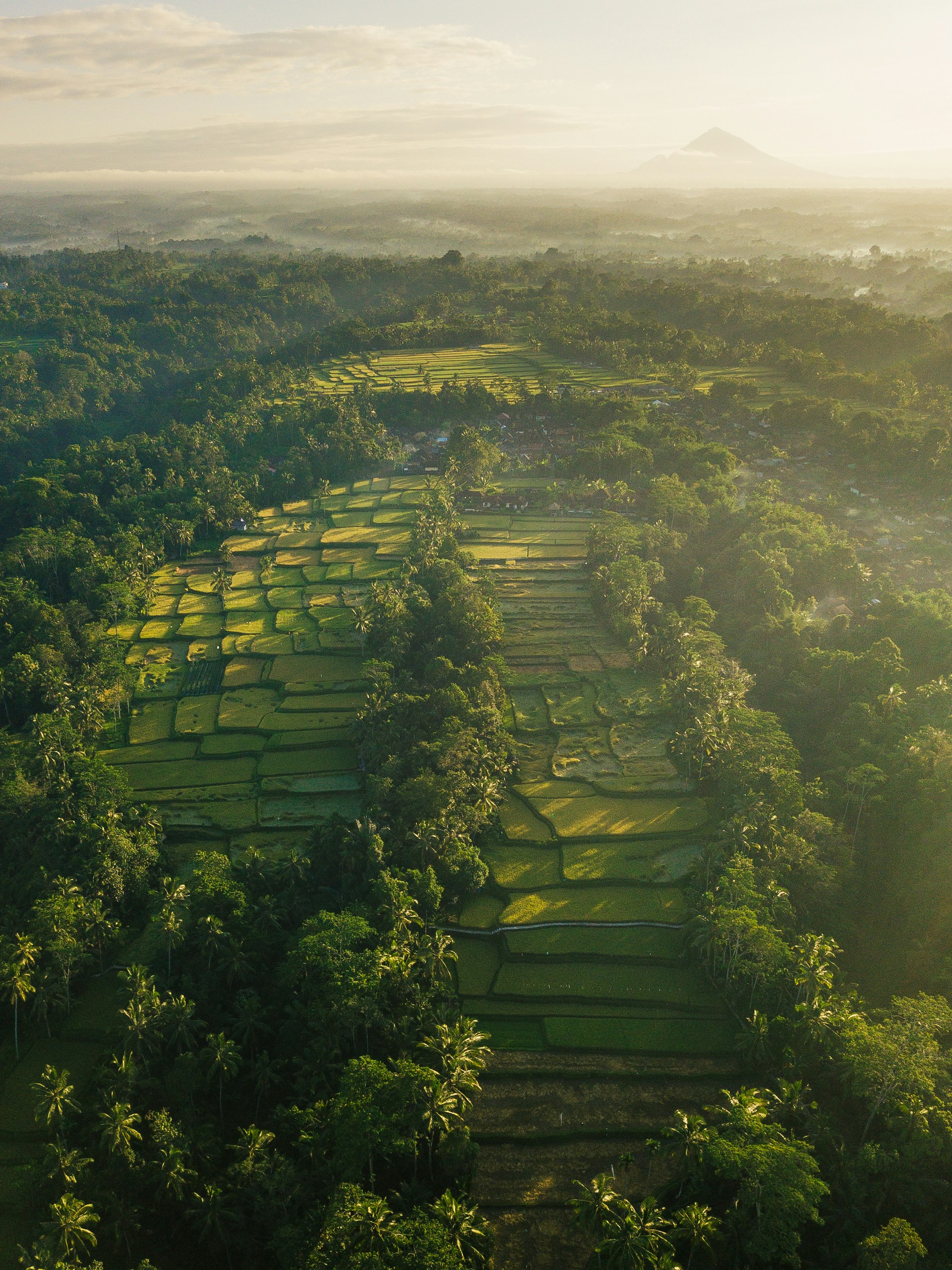 Tegallalang Rice Terrace